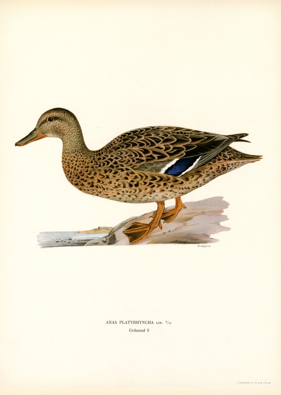 Mallard (farge litho) av Magnus Ferdinand and Wilhelm von Wright