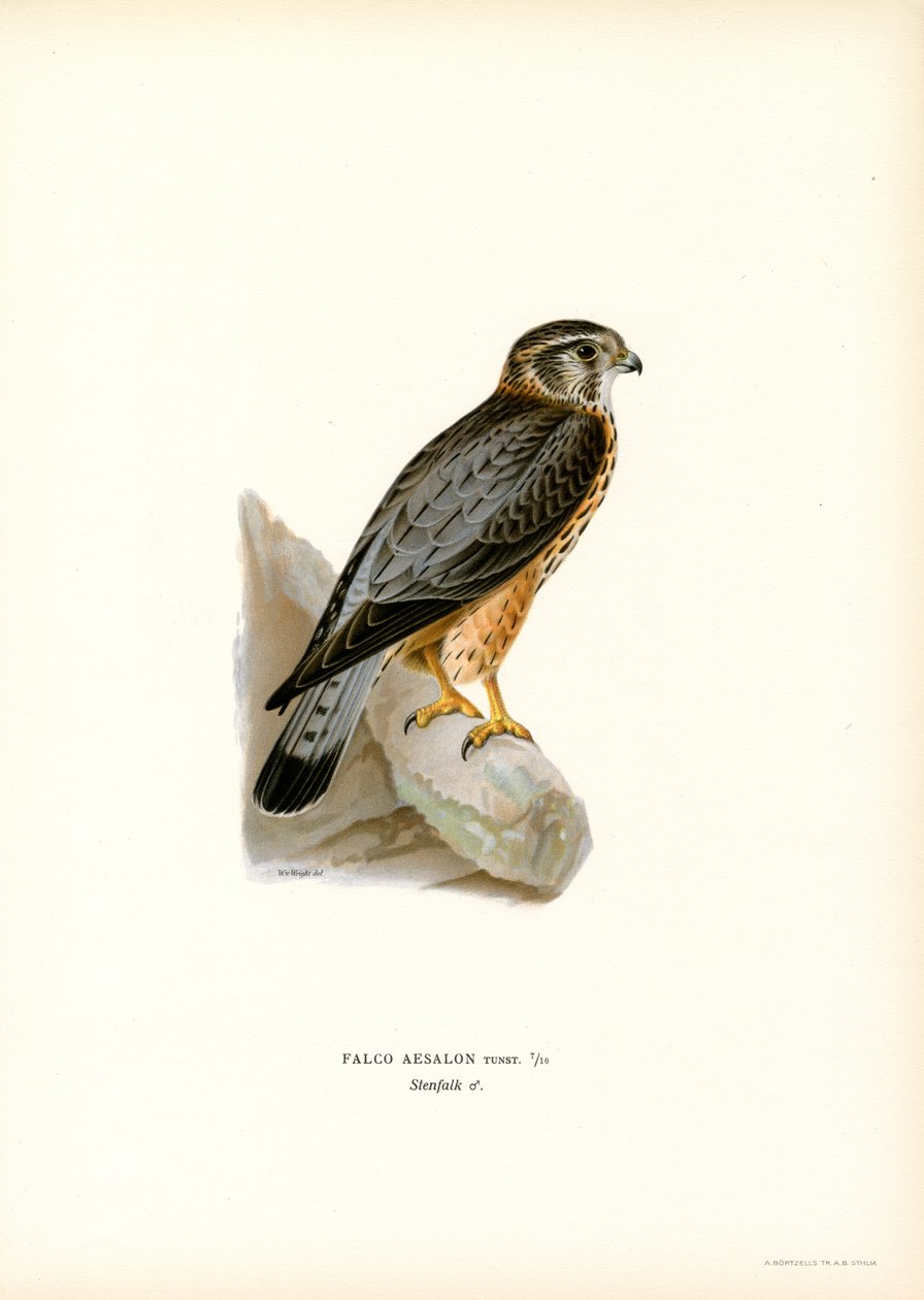 Merlin (farge litho) av Magnus Ferdinand and Wilhelm von Wright