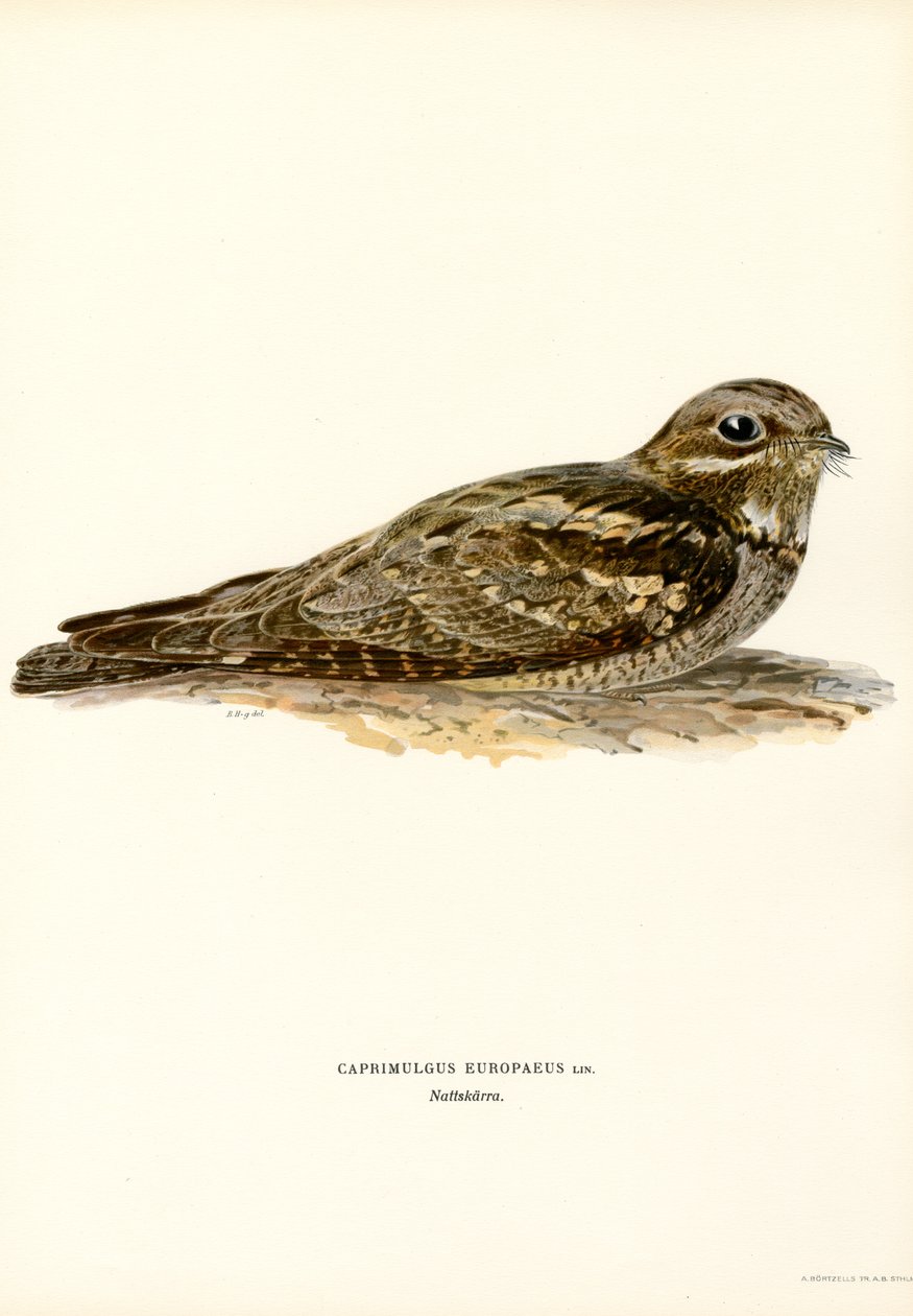 Nightjar (fargedeler) av Magnus Ferdinand and Wilhelm von Wright