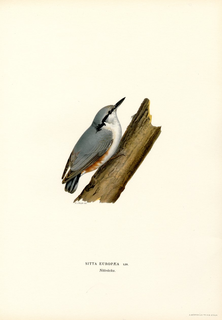 Nuthatch (fargemedlemmer) av Magnus Ferdinand and Wilhelm von Wright