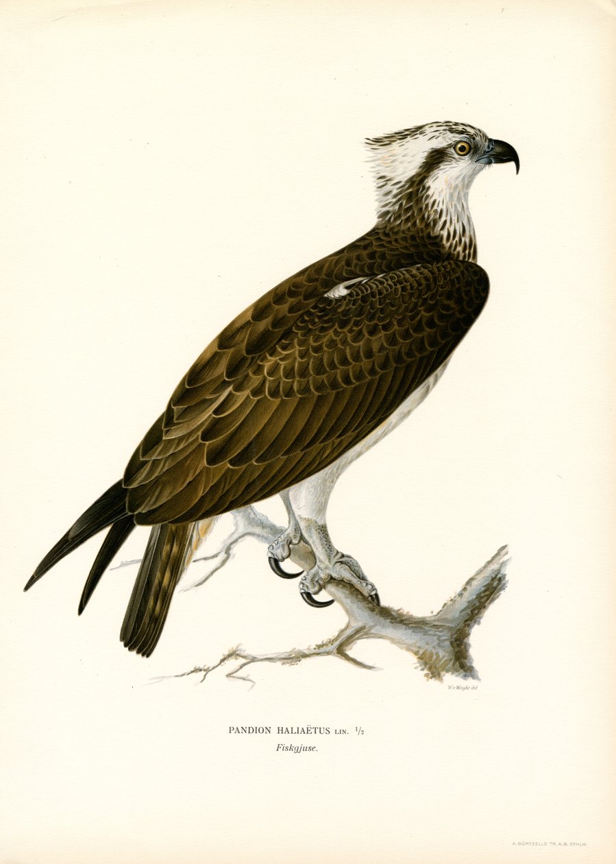 Osprey (farge litho) av Magnus Ferdinand and Wilhelm von Wright
