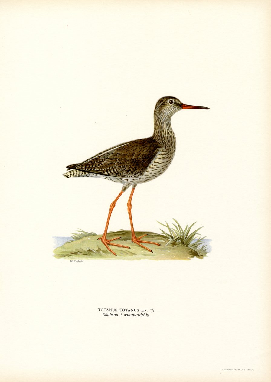 Redshank (farge litho) av Magnus Ferdinand and Wilhelm von Wright