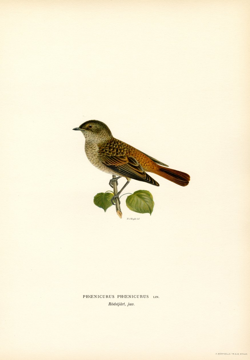 Rødstart (farge litho) av Magnus Ferdinand and Wilhelm von Wright