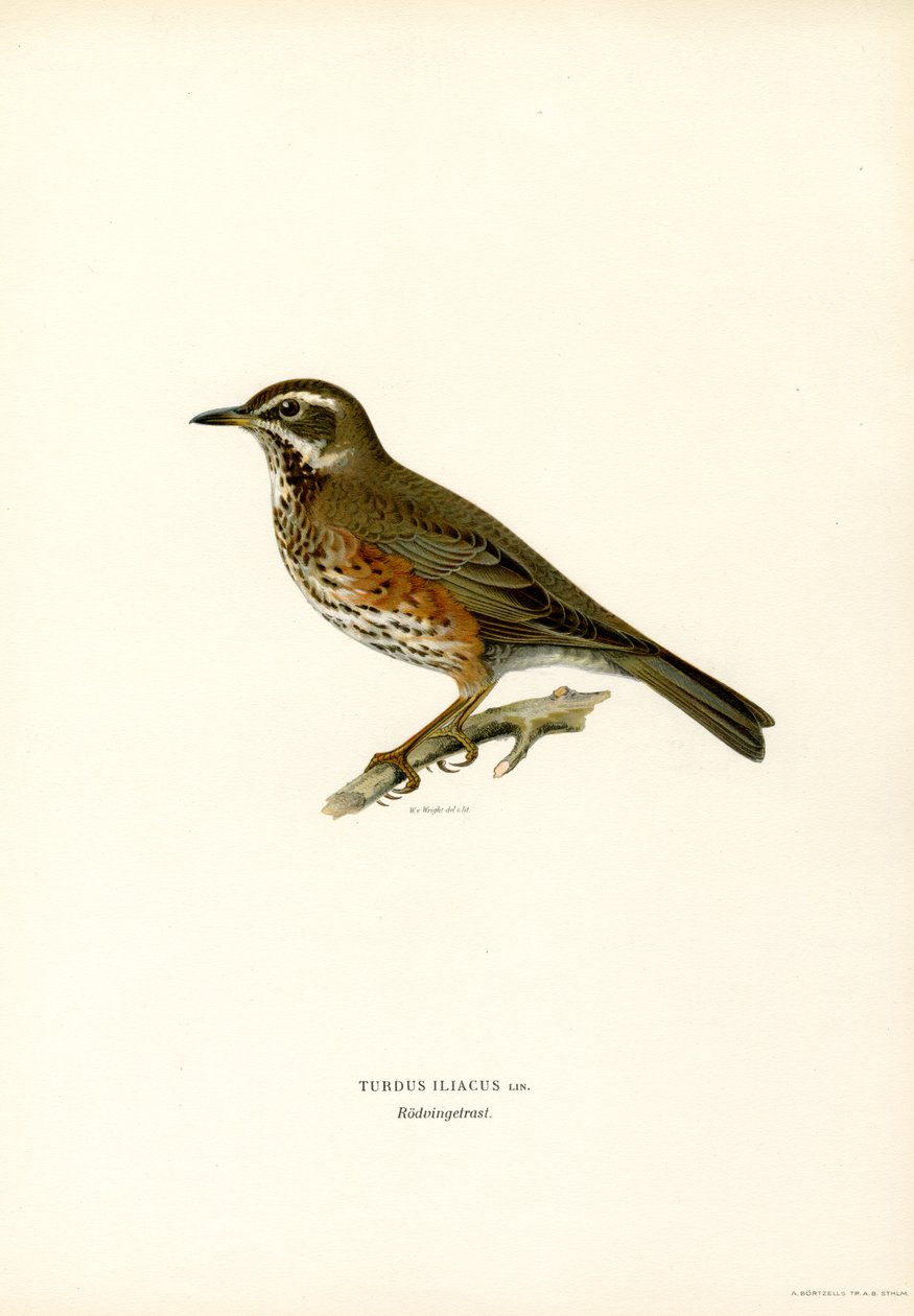 Rødvinge (farge litho) av Magnus Ferdinand and Wilhelm von Wright