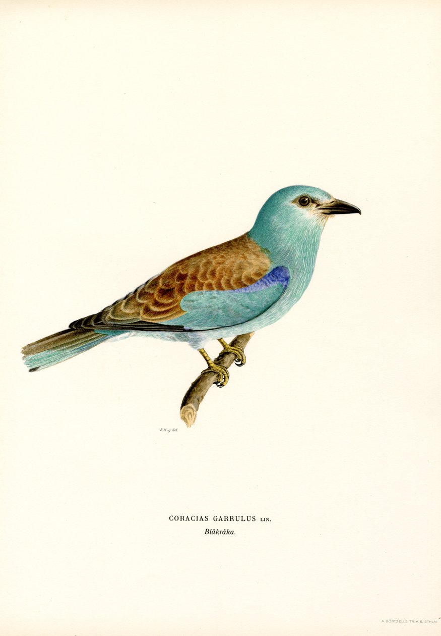 Rulle (farge litho) av Magnus Ferdinand and Wilhelm von Wright