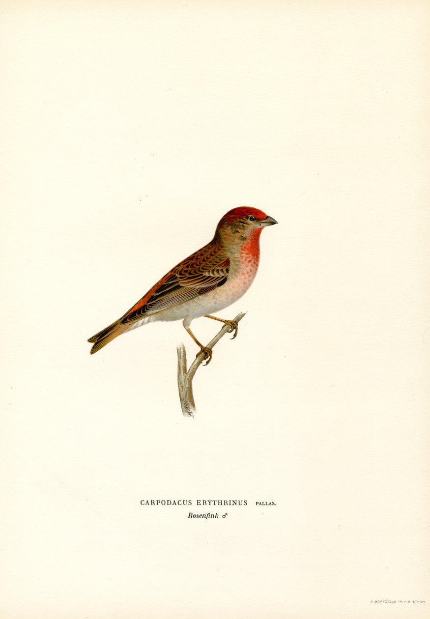 Rosefinch (farge litho) av Magnus Ferdinand and Wilhelm von Wright
