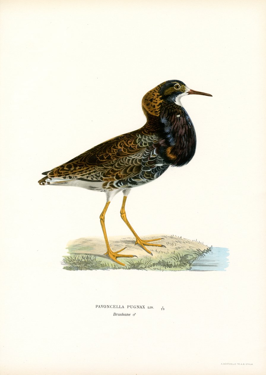 Ruff (farge litho) av Magnus Ferdinand and Wilhelm von Wright