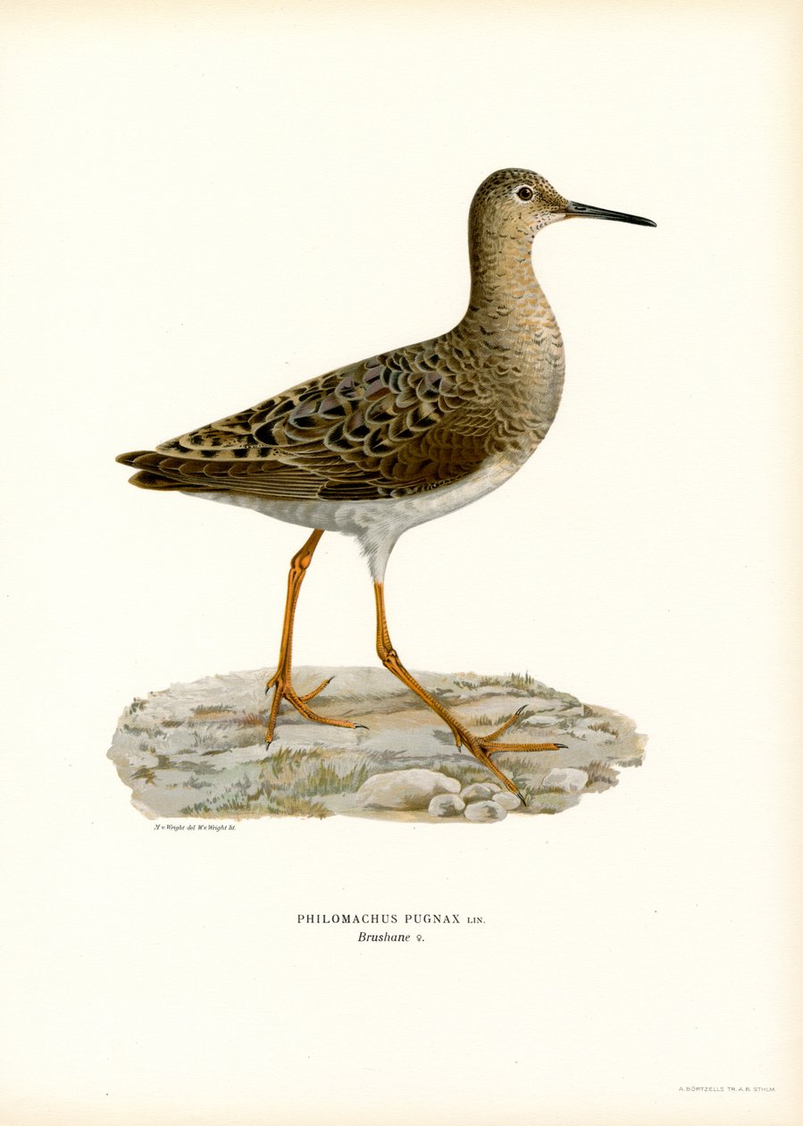 Ruff (farge litho) av Magnus Ferdinand and Wilhelm von Wright