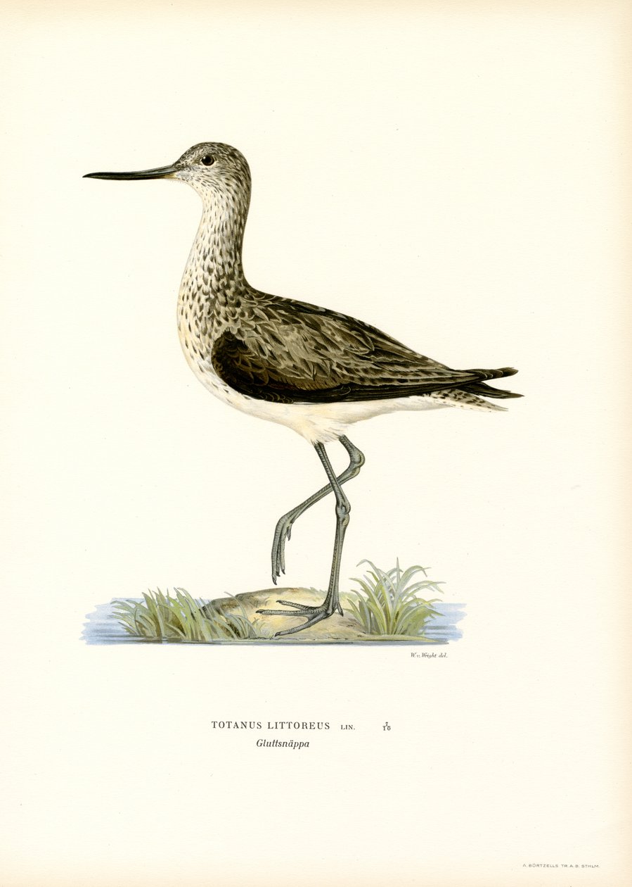 Sandpiper (farge litho) av Magnus Ferdinand and Wilhelm von Wright