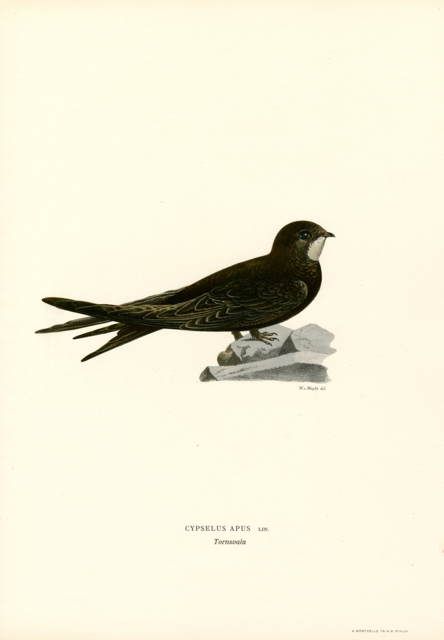 Swift (farge litho) av Magnus Ferdinand and Wilhelm von Wright
