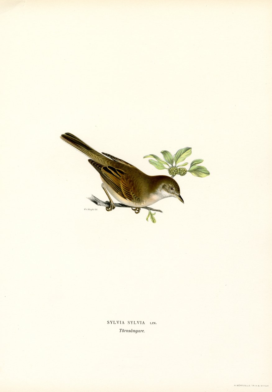 Whitethroat (farge litho) av Magnus Ferdinand and Wilhelm von Wright