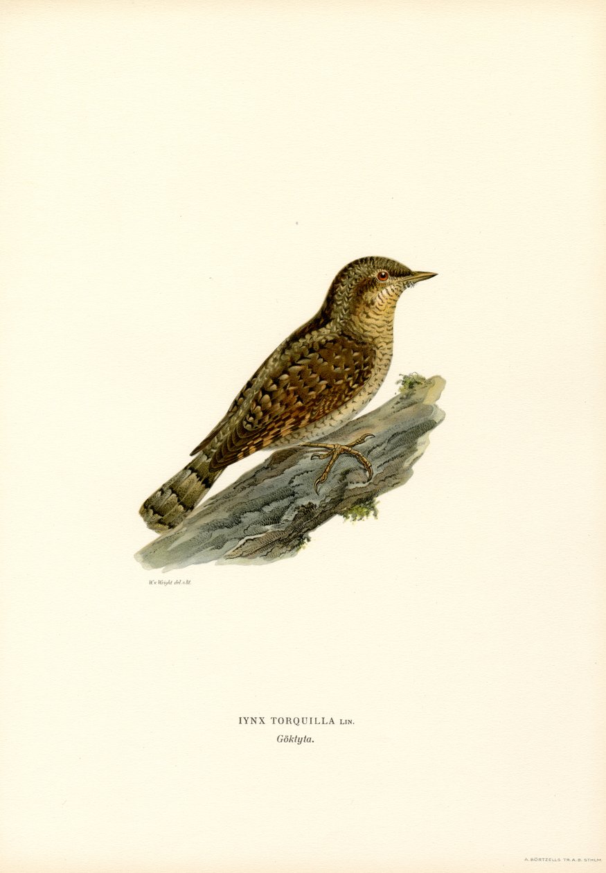 Wryneck (farge litho) av Magnus Ferdinand and Wilhelm von Wright