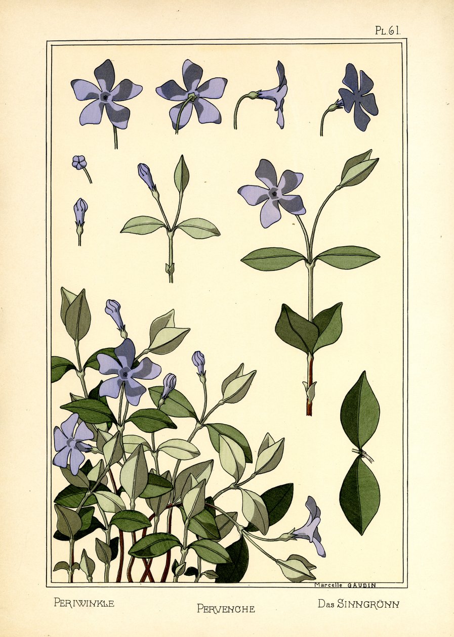 Periwinkle av Marcelle Gaudin