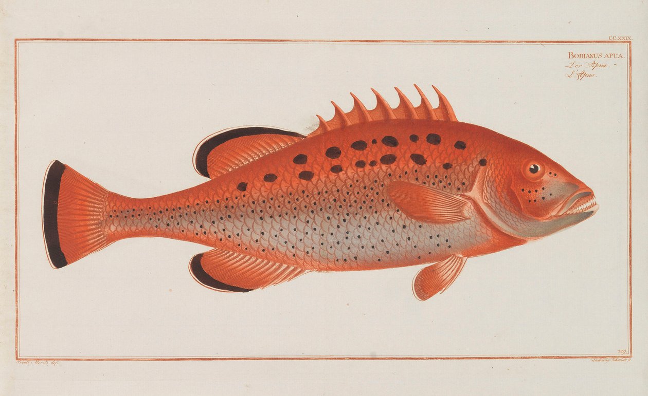 Generell naturhistorie for fiskene i Tyskland, 1782-1793. av Marcus Élieser Bloch