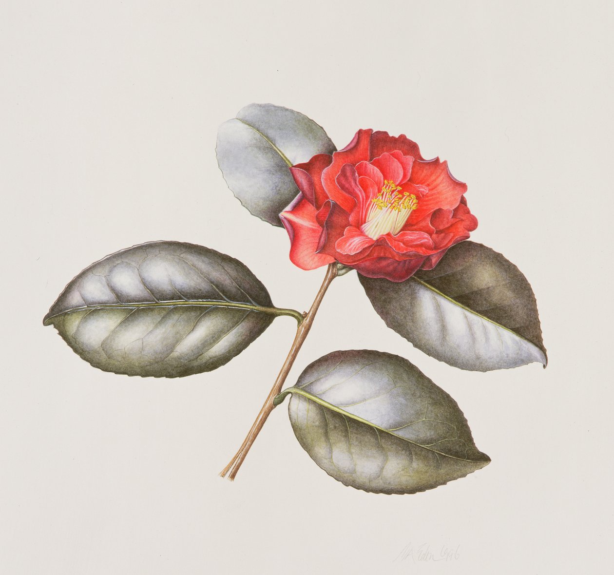 Camellia Japonica Adolphe Anderson, 1996 (wc på papir) av Margaret Ann Eden