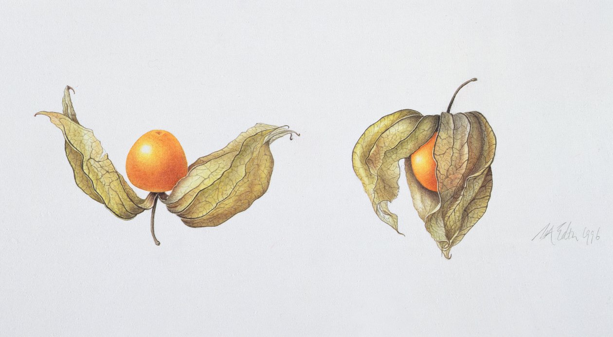 Cape Gooseberries (Physalis peruviana) 1996 (wc på papir) av Margaret Ann Eden