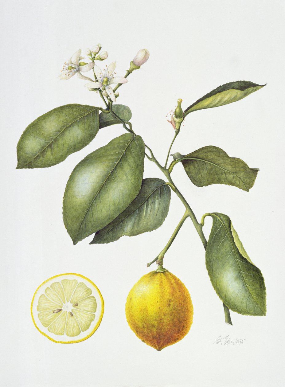 Citrus Bergamot, 1995 (wc på papir) av Margaret Ann Eden