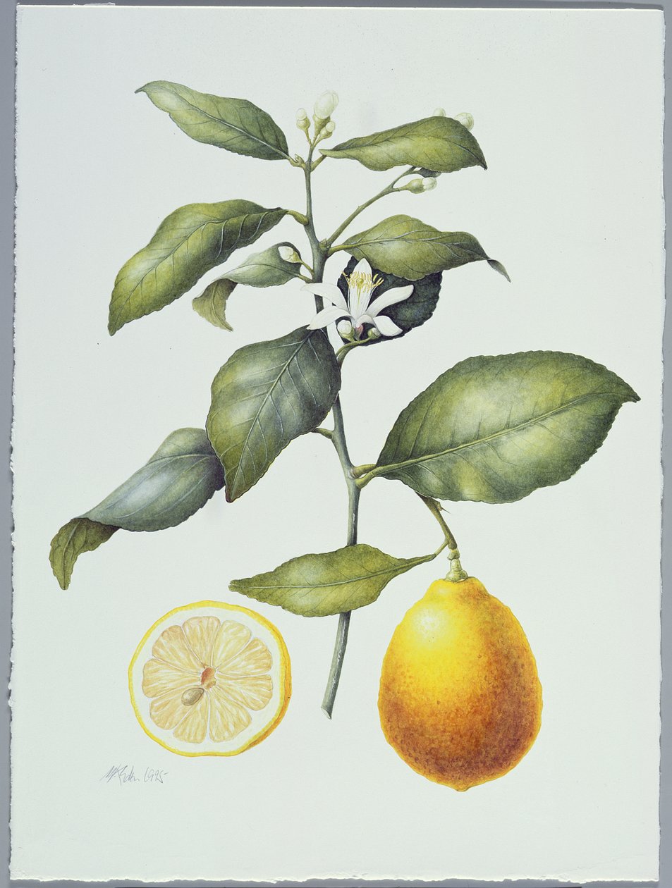 Citrus Limon, 1995 (wc på papir) av Margaret Ann Eden