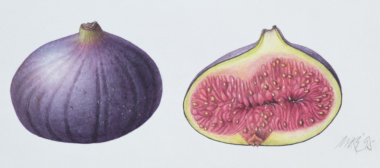 Figs, 1995 (wc på papir) av Margaret Ann Eden