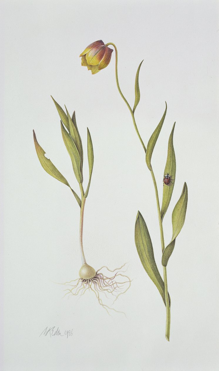 Fritillaria Michailovsky, 1996 (wc på papir) av Margaret Ann Eden