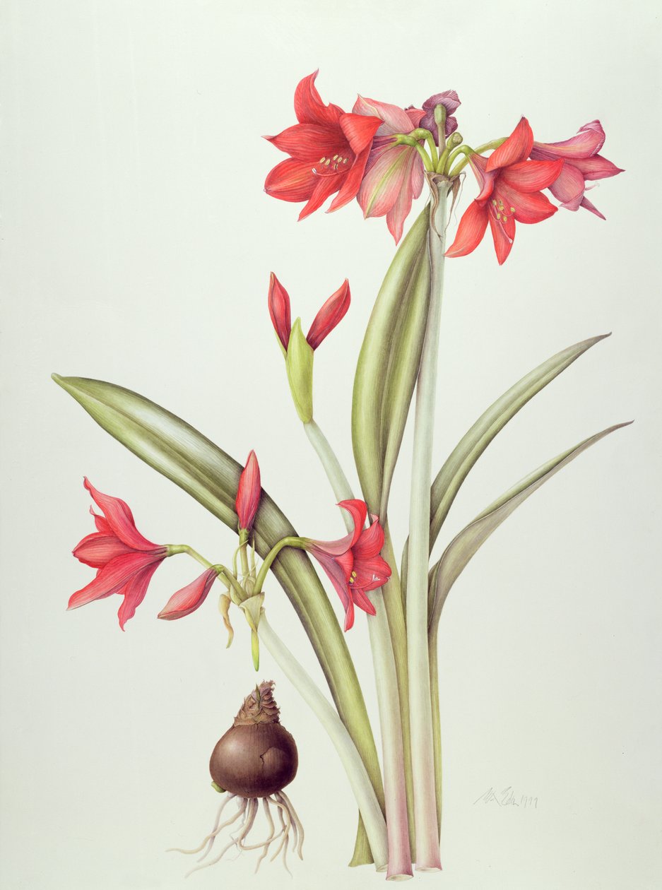 Hippeastrum Pamela, 1999 (wc på papir) av Margaret Ann Eden