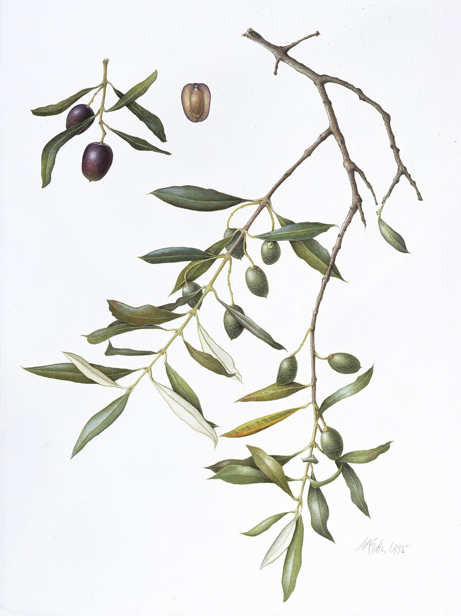 Olive, 1995 (wc på papir) av Margaret Ann Eden