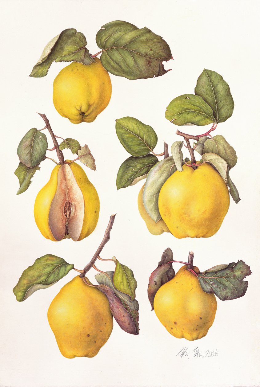 Quinces, 2006 (wc på papir) av Margaret Ann Eden