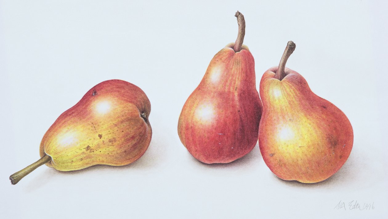 Red Pears, 1996 (wc på papir) av Margaret Ann Eden