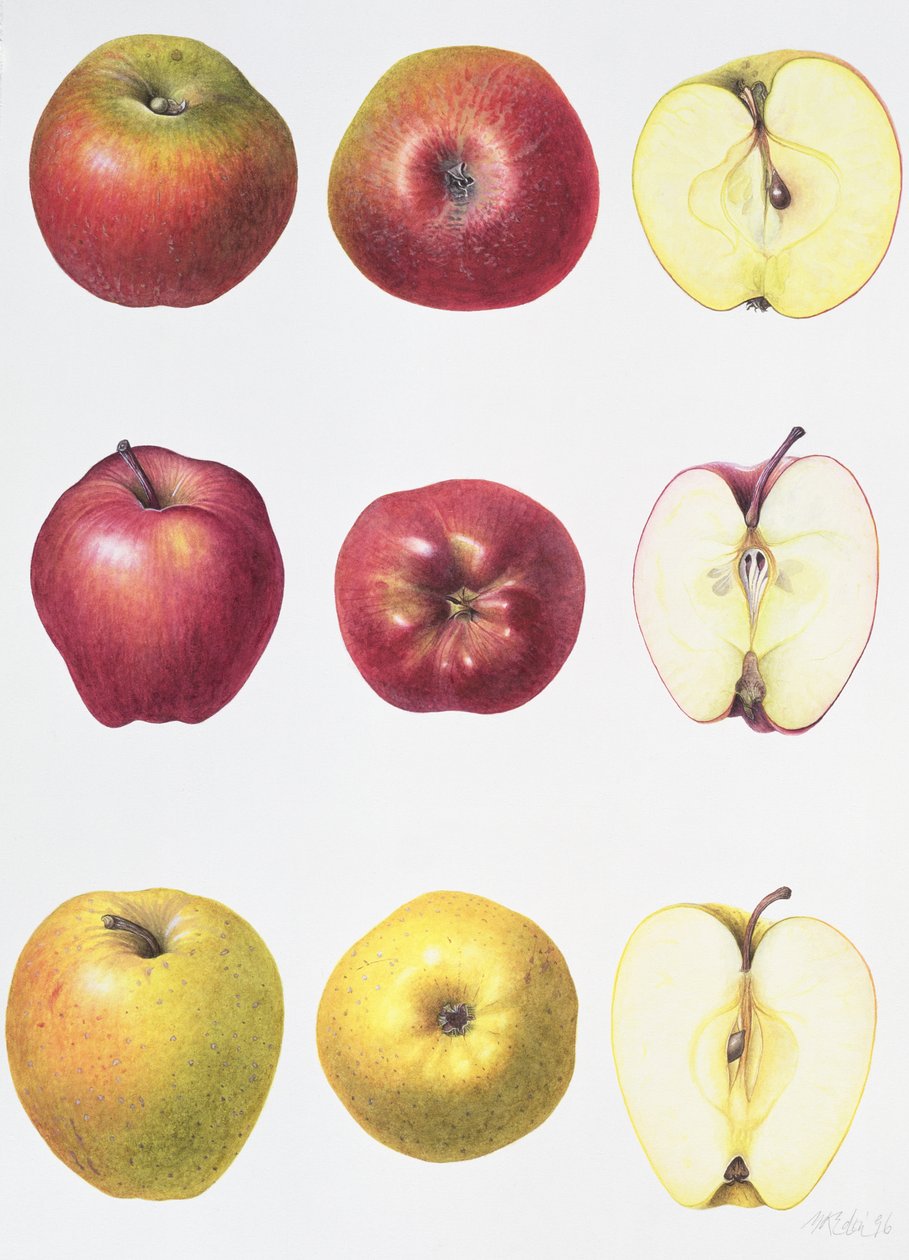 Six Apples, 1996 (wc på papir) av Margaret Ann Eden