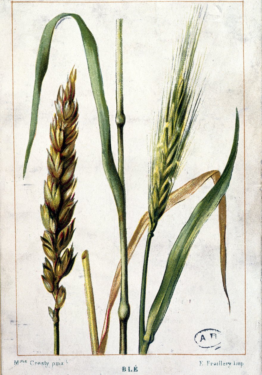 Hvete av Marguerite Buret