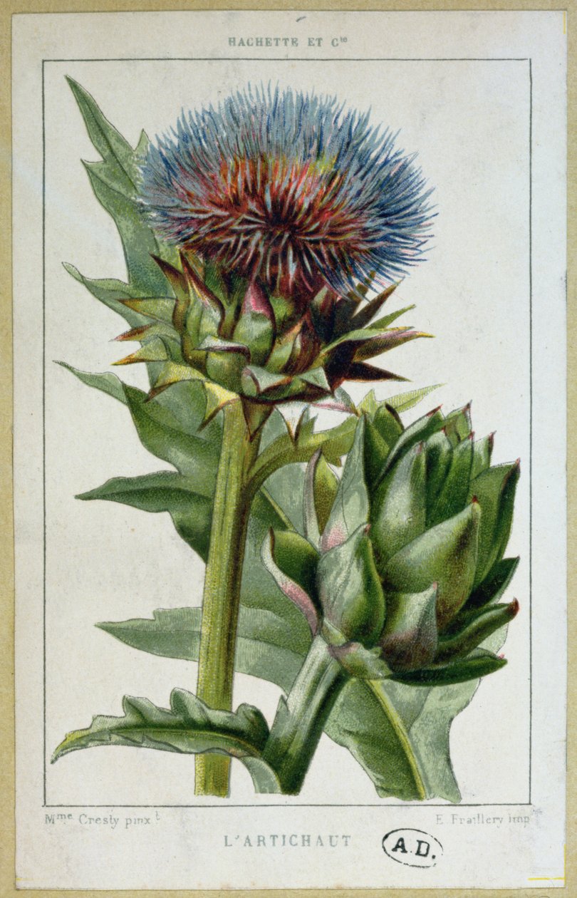 Artisjokk, botanisk plate, gravert av E. Fraillery av Marguerite Buret