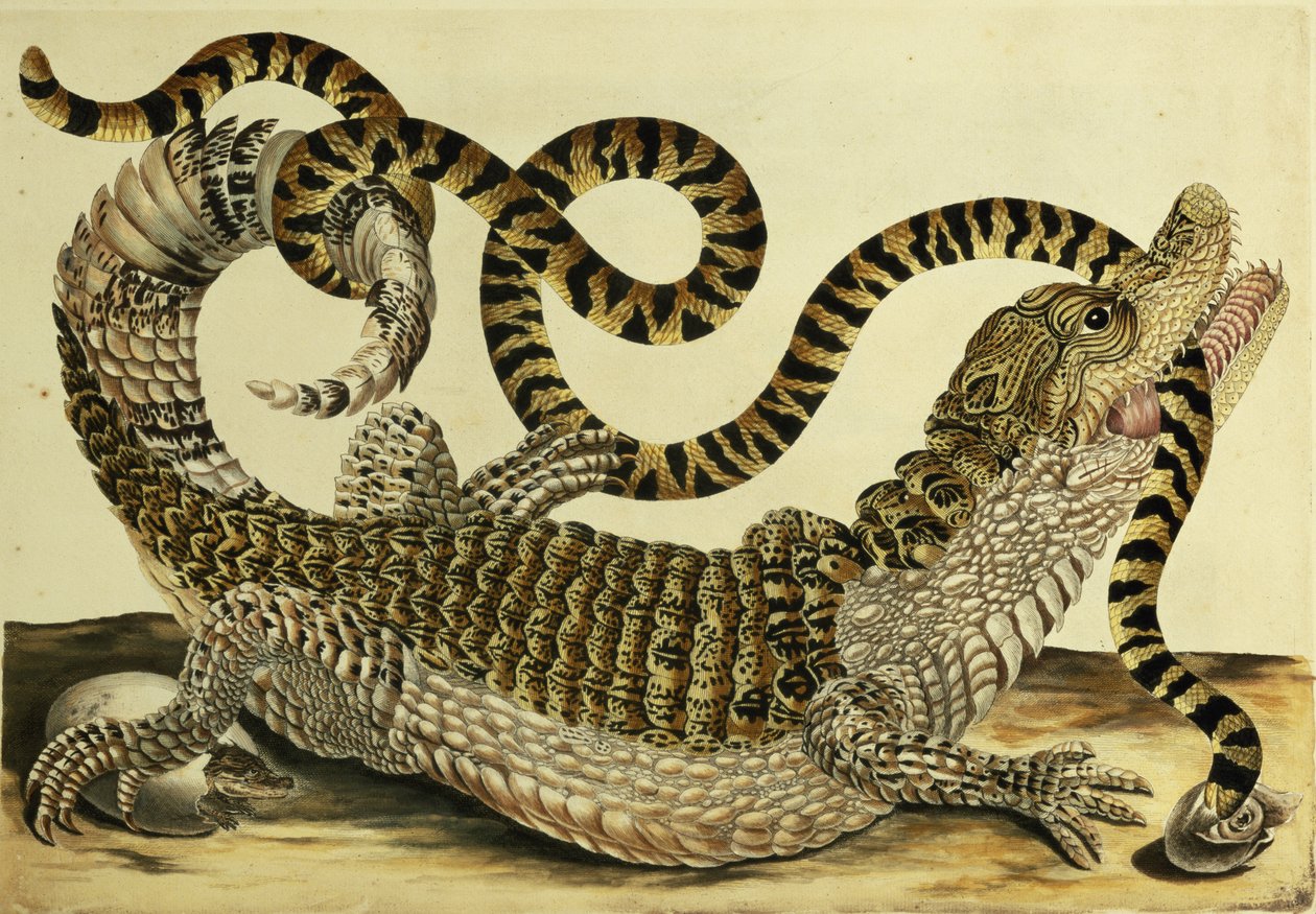 Alligator og slange, 1730 av Maria Sibylla Merian