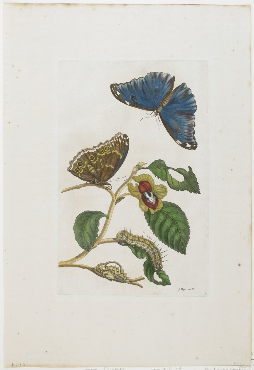 Blå sommerfugler og løvverk, 1705-71 (håndfarget etsing og gravering) av Maria Sibylla Merian