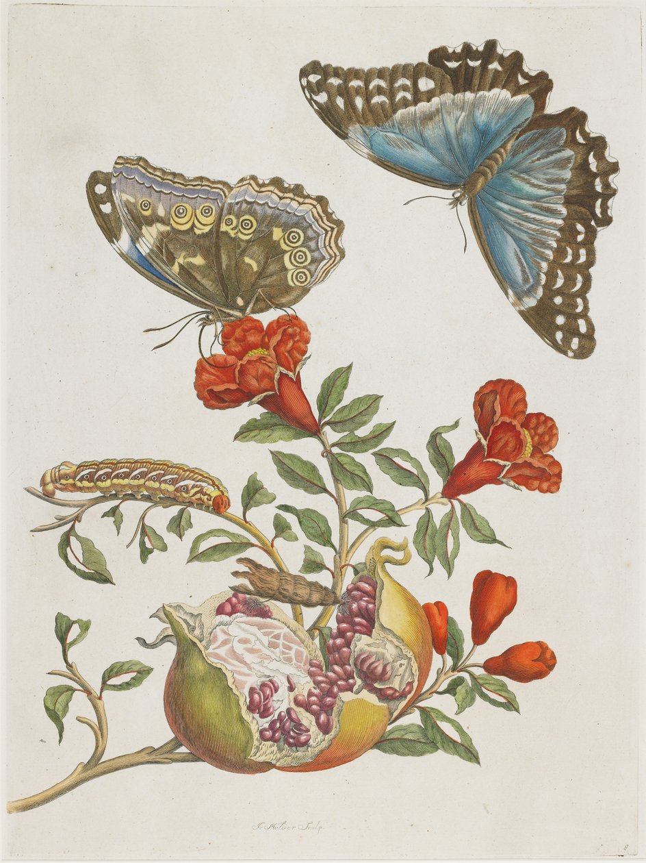 Blå sommerfugler og granateple, 1705-1771 av Maria Sibylla Merian