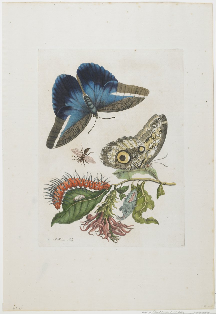 Blå sommerfugler og rød larve, blå pigger, ca. 1705-17 (håndfarget etsning og gravering) av Maria Sibylla Merian