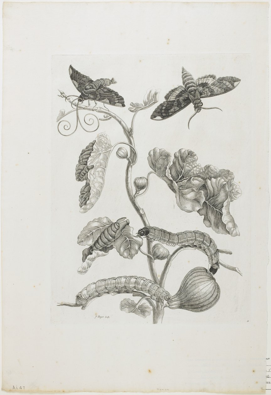 Sommerfugler, larver og planter, 1705-71 (etsing og gravering) av Maria Sibylla Merian