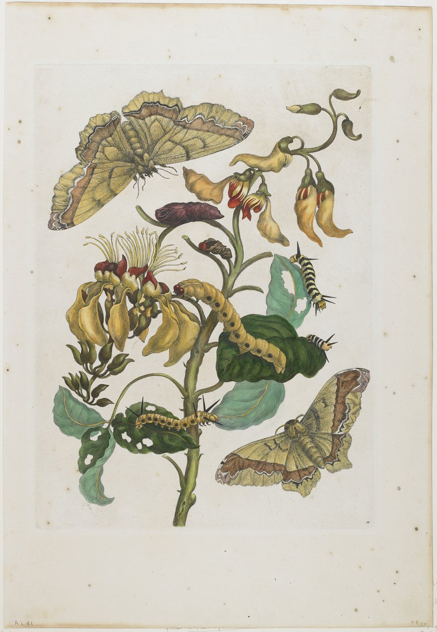 Larver, sommerfugler og blomster, 1705-71 (håndfarget etsning og gravering) av Maria Sibylla Merian