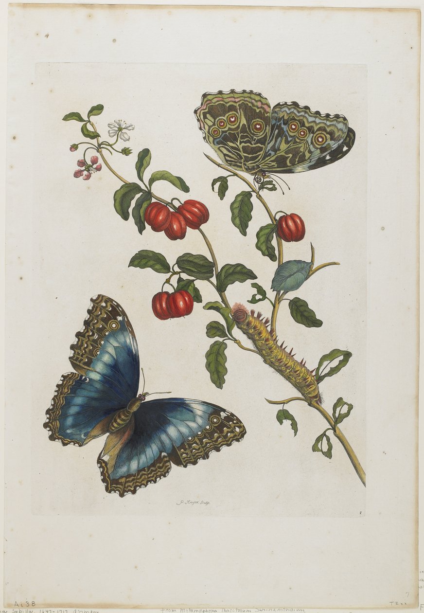 Store blå sommerfugler og røde frukter, 1705-71 (håndfarget etsning og gravering) av Maria Sibylla Merian