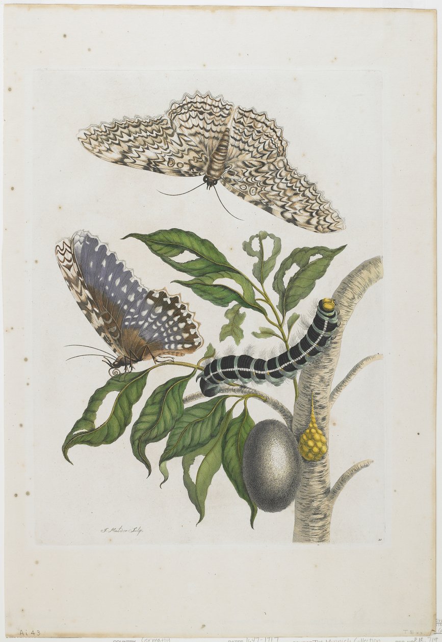 Møl, larver og løvverk, 1705-71 (håndfarget etsing og gravering) av Maria Sibylla Merian