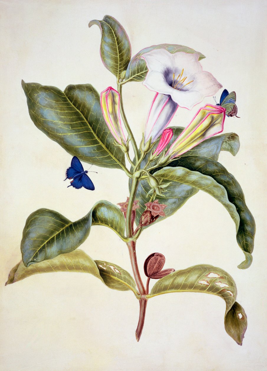 No.3055c Thorn-eple (Datura Wrightii) av Maria Sibylla Merian