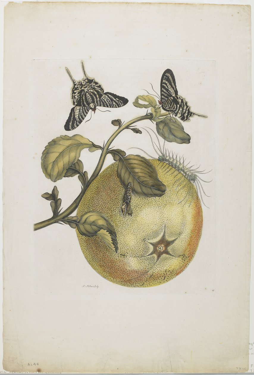 Swallowtails and Great Yellow Fruit, 1705-71 (håndfarget etsing og gravering) av Maria Sibylla Merian