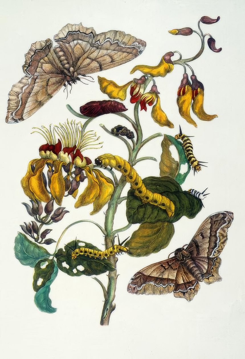 M.S. Merian, koralltre og silkeedderkopp av Maria Sibylla Merian