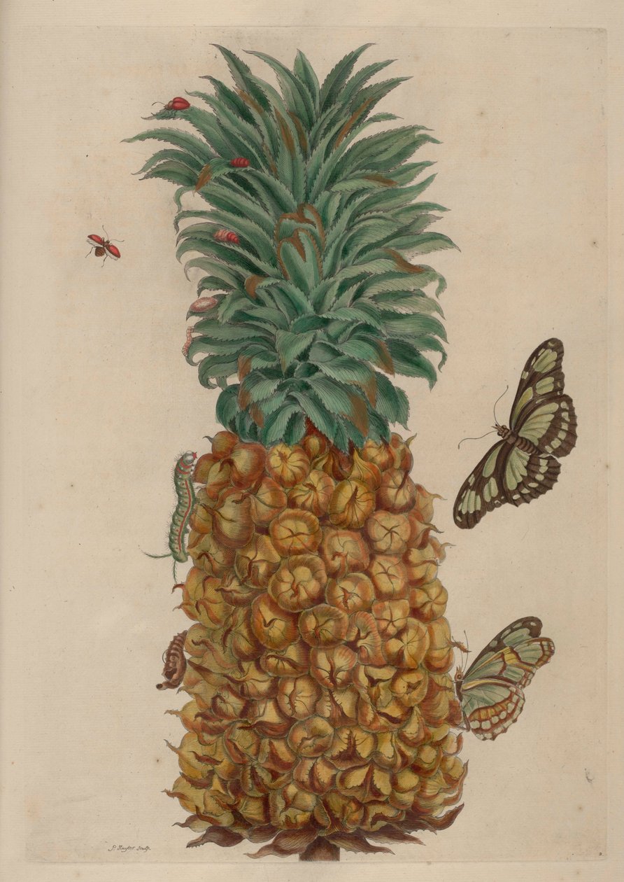 Ananas og kakerlakk, illustrasjon fra Metamorphosis insectorum Surinamensium av Maria Sibylla Merian