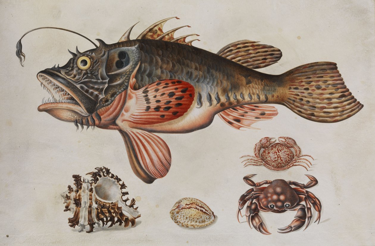 Havfisk, krabber og sjøsnegler. av Maria Sibylla Merian