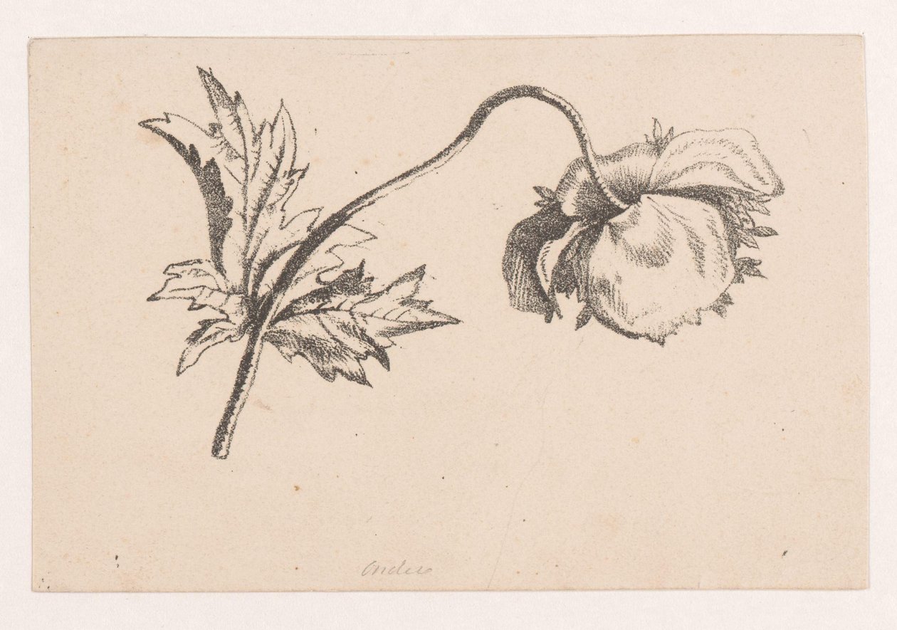 Valmue av Maria Geertruida de Goeje Barbiers (attributed to)