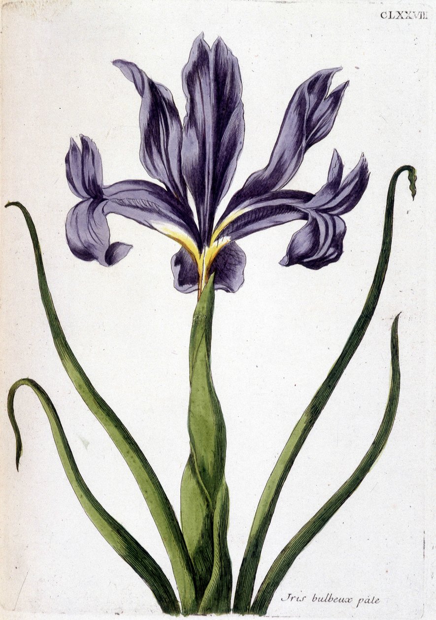 Ukjent bilde av Maria Sibylla Merian