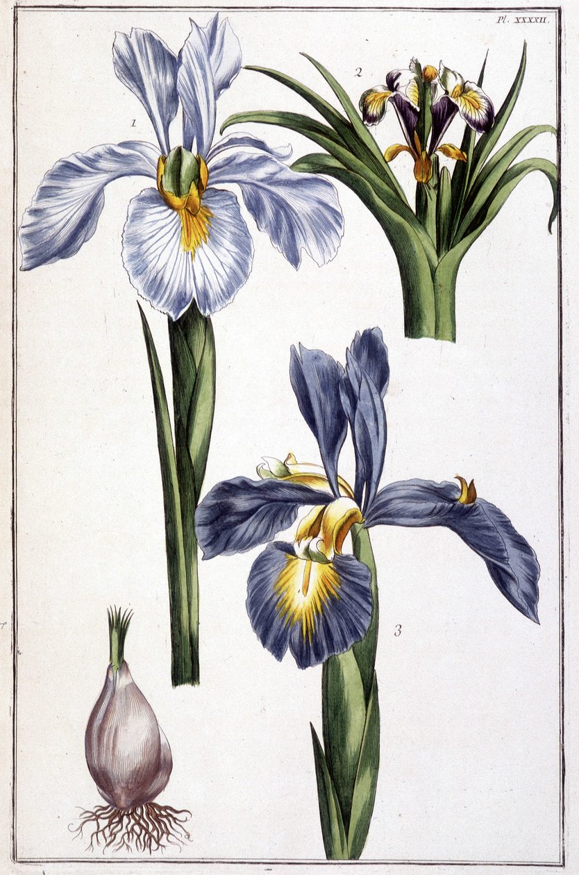 Ukjent bilde av Maria Sibylla Merian
