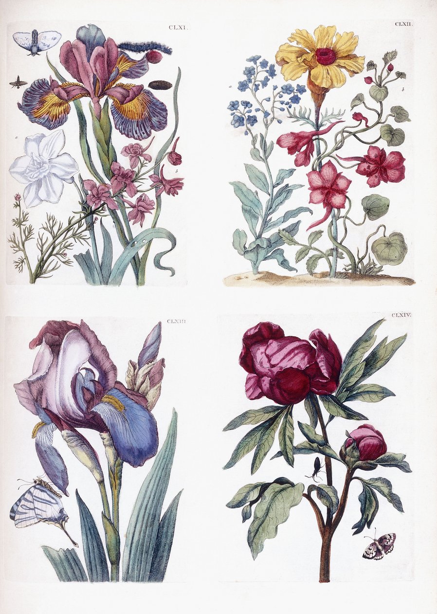 Ulike europeiske insekter og blomster av Maria Sibylla Merian