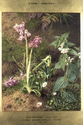 Ville blomster av Marian Emma Chase