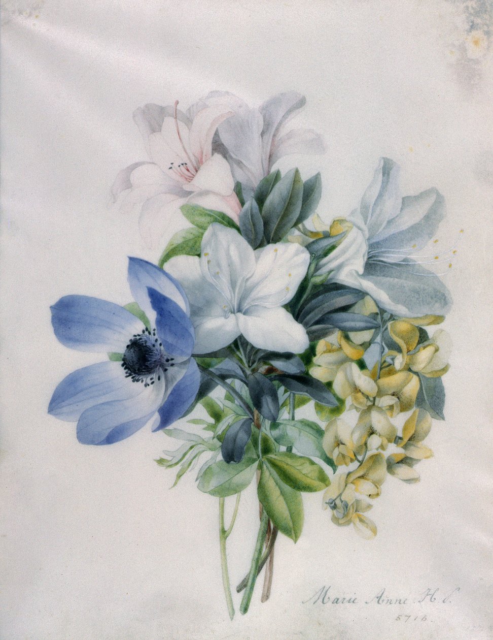 Anemone, blåregn og laburnum av Marie Anne